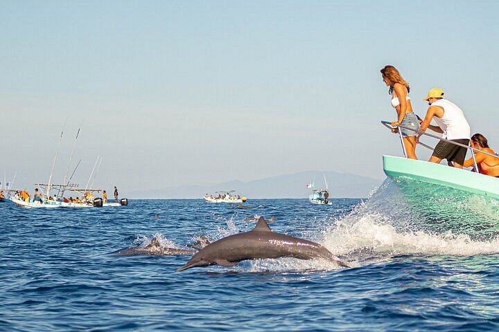 Que faire à Puerto Escondido : Tour en bateau pour nager avec les dauphins et tortues 