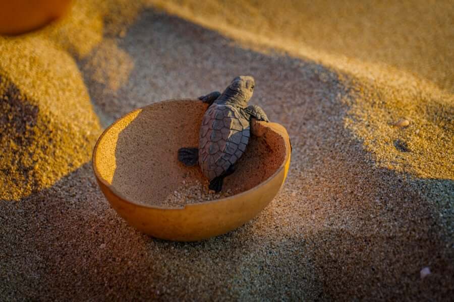 Que faire à Puerto Escondido : libération de bébés tortues