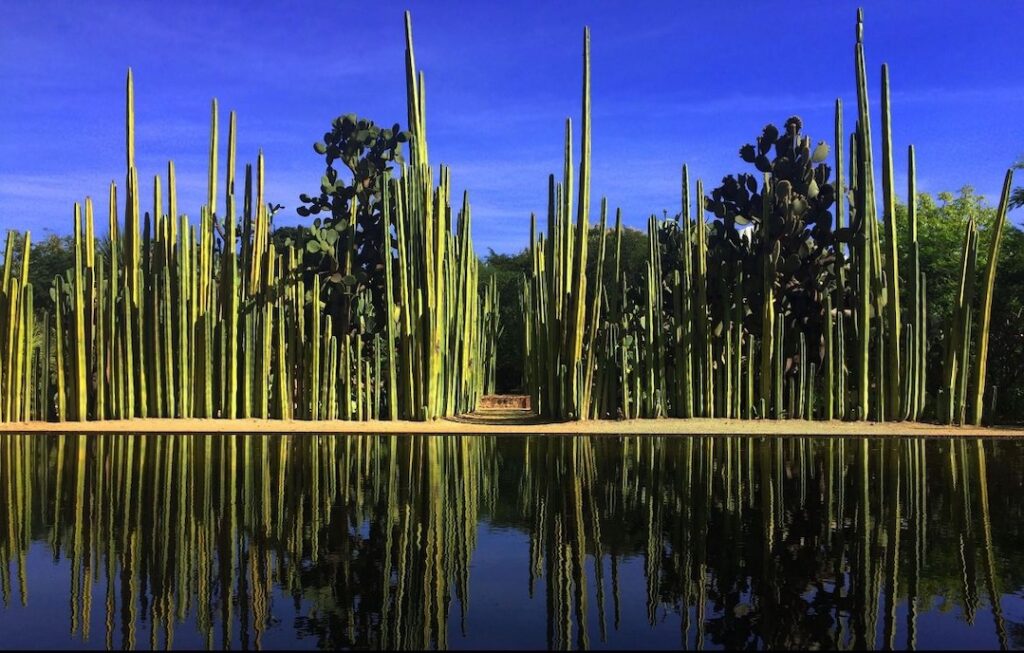 jardin etnobotanico à Oaxaca