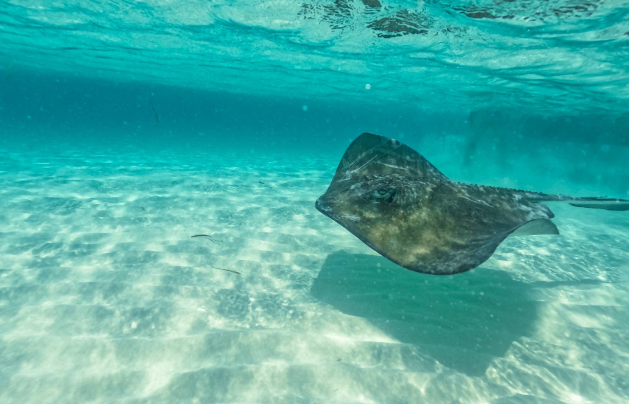 Snorkeling à Cozumel